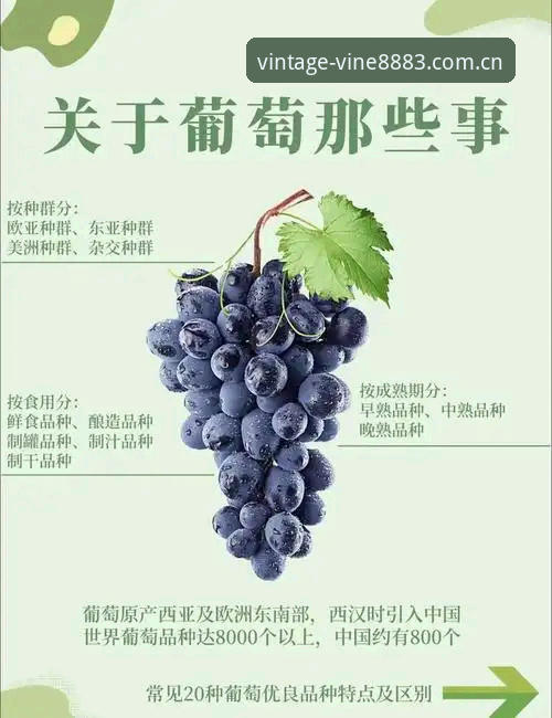 7个维度揭秘新葡萄娱乐口碑：老品牌如何重塑经典娱乐体验